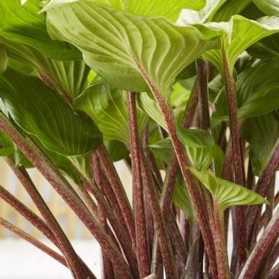 Hosta 'Gooseberry Sundae'